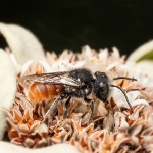 Megachile (Rhodomegachile) deanii at ANBG - 27 Feb 2024