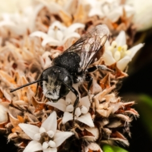 Megachile (Rhodomegachile) deanii at ANBG - 27 Feb 2024