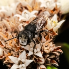 Megachile (Rhodomegachile) deanii at ANBG - 27 Feb 2024