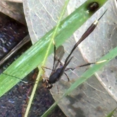 Torymidae at Kangaroo Valley, NSW - 27 Feb 2024 by lbradley