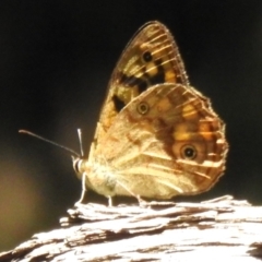 Heteronympha paradelpha (Spotted Brown) at ANBG - 26 Feb 2024 by JohnBundock