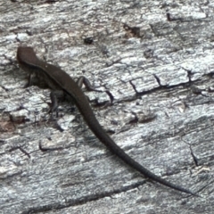 Lampropholis delicata (Delicate Skink) at Kangaroo Valley, NSW - 27 Feb 2024 by lbradleyKV