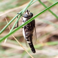 Apiocera moerens (Flower-loving Fly) at Aranda Bushland - 27 Feb 2024 by CathB