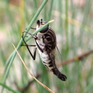 Apiocera moerens at Aranda Bushland - 27 Feb 2024