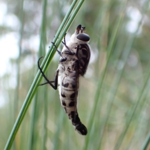 Apiocera moerens at Aranda Bushland - 27 Feb 2024