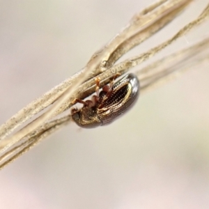 Rhyparida halticoides at Aranda Bushland - 27 Feb 2024