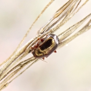 Rhyparida halticoides at Aranda Bushland - 27 Feb 2024