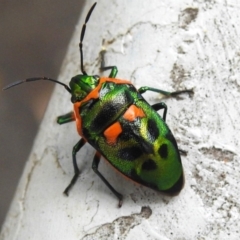 Scutiphora pedicellata (Metallic Jewel Bug) at Gigerline Nature Reserve - 27 Feb 2024 by JohnBundock