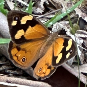 Heteronympha merope at Kangaroo Valley, NSW - 27 Feb 2024