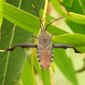 Amorbus alternatus at Gigerline Nature Reserve - 27 Feb 2024