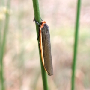 Palaeosia bicosta at Aranda Bushland - 27 Feb 2024 08:47 AM