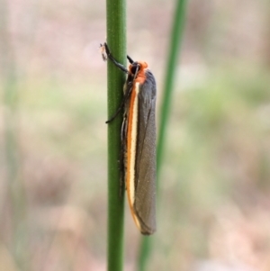 Palaeosia bicosta at Aranda Bushland - 27 Feb 2024