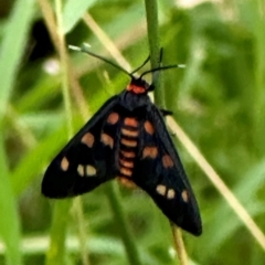 Amata chromatica (A Handmaiden moth (Ctenuchini)) at Kangaroo Valley, NSW - 27 Feb 2024 by lbradley