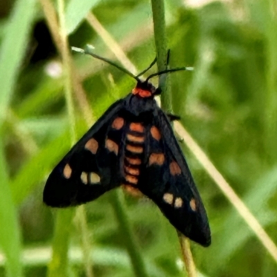 Amata chromatica (A Handmaiden moth (Ctenuchini)) at Kangaroo Valley, NSW by lbradley