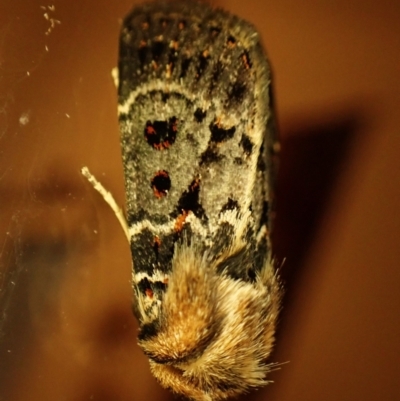 Proteuxoa sanguinipuncta (Blood-spotted Noctuid) at Cook, ACT - 26 Feb 2024 by CathB