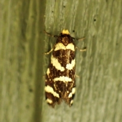 Lepidoscia confluens (A Case moth) at Cook, ACT - 26 Feb 2024 by CathB