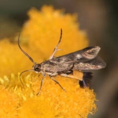 Eretmocera (genus) (Scythrididae family) at Dunlop Grassland (DGE) - 27 Feb 2024 by kasiaaus