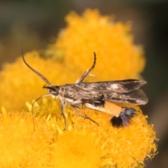 Eretmocera (genus) (Scythrididae family) at Dunlop Grassland (DGE) - 27 Feb 2024