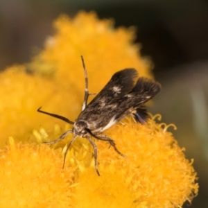 Eretmocera (genus) (Scythrididae family) at Fraser, ACT - 27 Feb 2024 02:47 PM