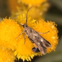 Eretmocera (genus) (Scythrididae family) at Dunlop Grassland (DGE) - 27 Feb 2024