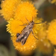 Eretmocera (genus) (Scythrididae family) at Fraser, ACT - 27 Feb 2024 02:47 PM