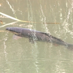 Cyprinus carpio (Common Carp) at Cooma North Ridge Reserve - 27 Feb 2024 by mahargiani