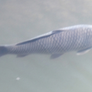 Cyprinus carpio at Cooma North Ridge Reserve - 27 Feb 2024 03:03 PM