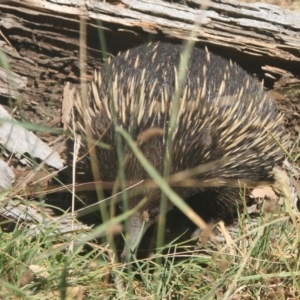 Tachyglossus aculeatus at Cooma North Ridge Reserve - 27 Feb 2024 03:07 PM