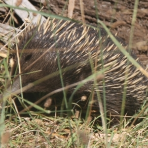 Tachyglossus aculeatus at Cooma North Ridge Reserve - 27 Feb 2024