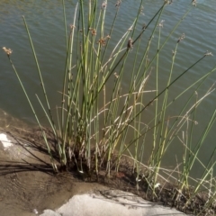 Schoenoplectus tabernaemontani (River Club-rush) at Cooma, NSW - 27 Feb 2024 by mahargiani