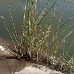 Schoenoplectus validus (River Club-rush) at Cooma, NSW - 27 Feb 2024 by mahargiani