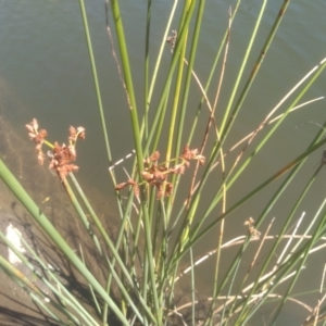 Schoenoplectus tabernaemontani at Cooma, NSW - 27 Feb 2024