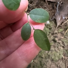 Breynia oblongifolia (Coffee Bush) at Kangaroo Valley, NSW - 27 Feb 2024 by lbradley