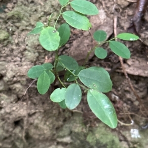 Breynia oblongifolia at Kangaroo Valley, NSW - 27 Feb 2024