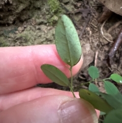 Breynia oblongifolia at Kangaroo Valley, NSW - 27 Feb 2024