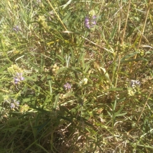 Cullen tenax at Cooma North Ridge Reserve - 27 Feb 2024 03:10 PM