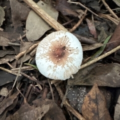 Leucoagaricus sp. at Kangaroo Valley, NSW - 27 Feb 2024 by lbradley