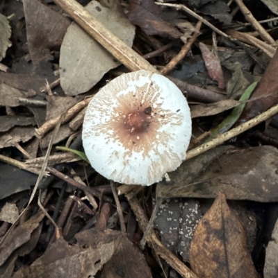 Leucoagaricus sp. at Kangaroo Valley, NSW - 27 Feb 2024 by lbradleyKV