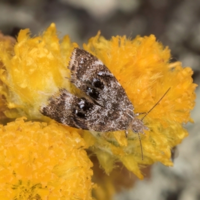 Asterivora (genus) (A Metalmark moth (Choreutidae)) at Dunlop Grassland (DGE) - 27 Feb 2024 by kasiaaus