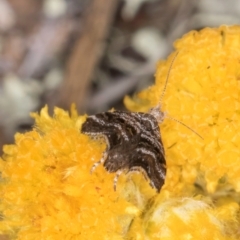 Asterivora (genus) at Dunlop Grassland (DGE) - 27 Feb 2024