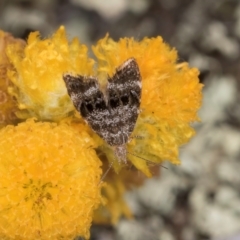 Asterivora (genus) at Dunlop Grassland (DGE) - 27 Feb 2024