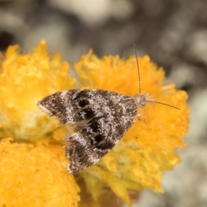 Asterivora (genus) at Dunlop Grassland (DGE) - 27 Feb 2024