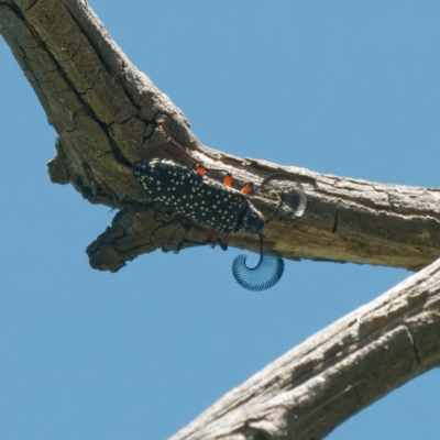 Rhipicera (Agathorhipis) femorata (Feather-horned beetle) at Forde, ACT - 25 Feb 2024 by DPRees125