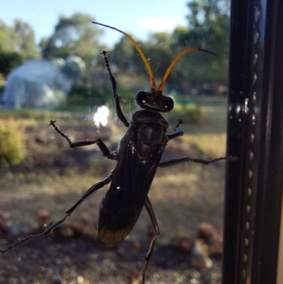 Unidentified Wasp (Hymenoptera, Apocrita) at Albury - 27 Feb 2024 by RobCook