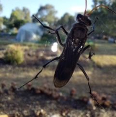 Pompilidae (family) at Albury - 27 Feb 2024