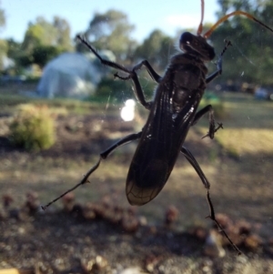 Pompilidae (family) at Albury - 27 Feb 2024 06:31 PM