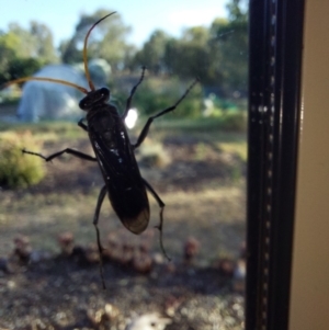 Pompilidae (family) at Albury - 27 Feb 2024