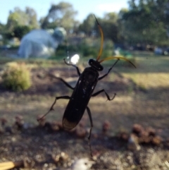 Pompilidae (family) at Albury - 27 Feb 2024