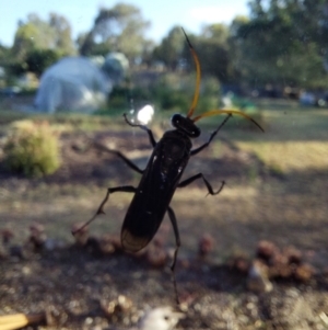 Pompilidae (family) at Albury - 27 Feb 2024