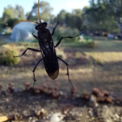 Pompilidae (family) at Albury - 27 Feb 2024